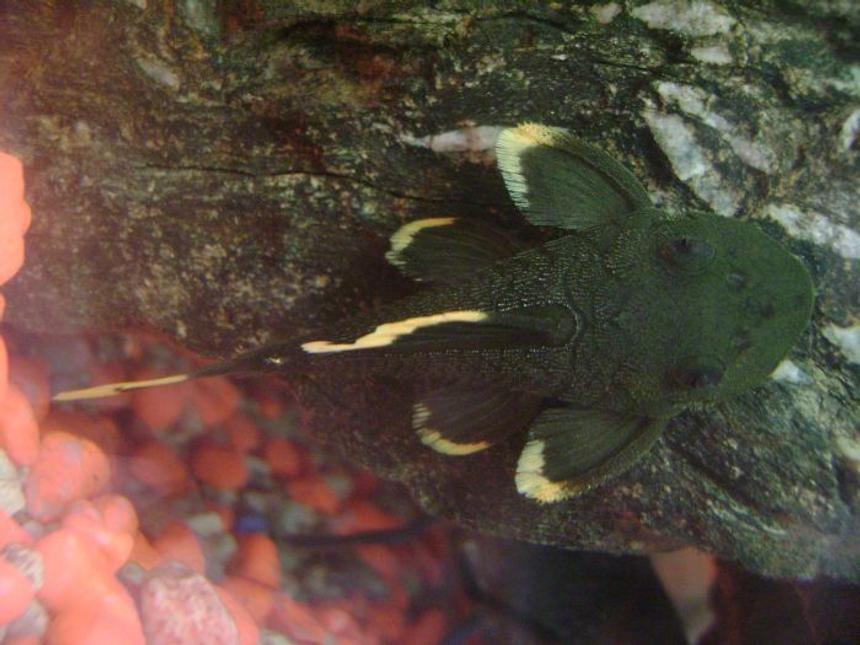 Rated #971: Freshwater Fish - Parancistrus Sp. Magnum - Mango Pleco (l-47) Stocking In 30 Gallons Tank - mango pleco