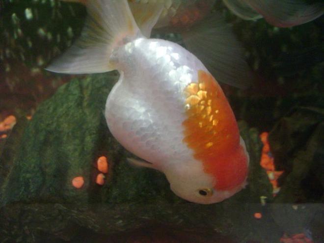 freshwater fish - carassius auratus - ranchu stocking in 30 gallons tank - ranchu 3
