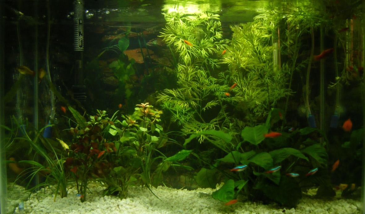 20 gallons planted tank (mostly live plants and fish) - 20 Gallon tank (IF YOU HAVE A SALTWATER TANK YOUR TANK PROBABLY LOOKS BETTER THAN MINE)