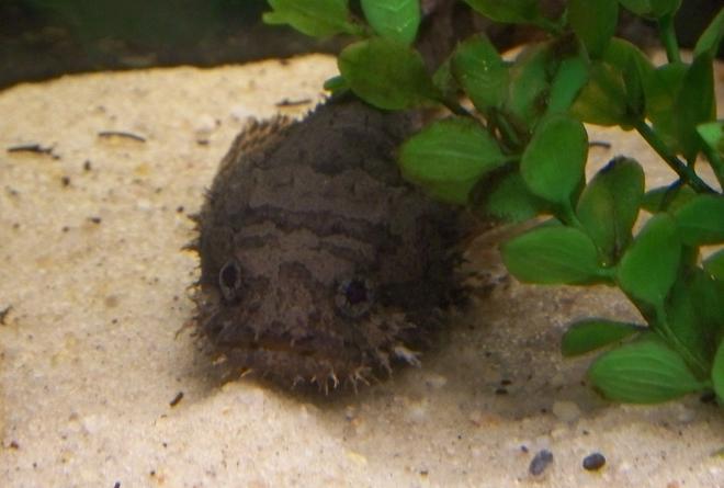 saltwater fish - diodon holocanthus - porcupine puffer stocking in 29 gallons tank - Oscar posing for the camera(RIP).