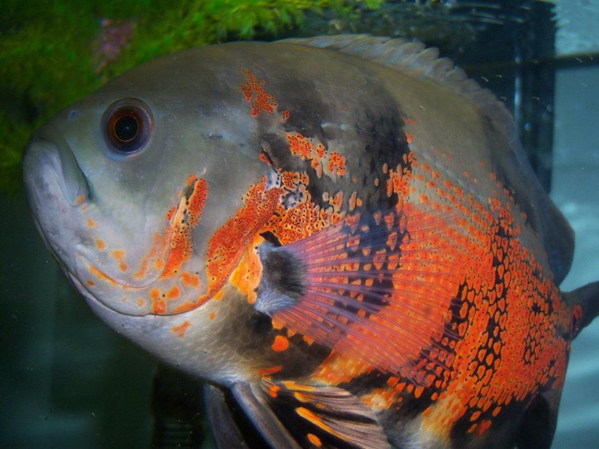 Rated #383: Freshwater Fish - Astronotus Ocellatus - Tiger Oscar Stocking In 55 Gallons Tank - TIger Oscar