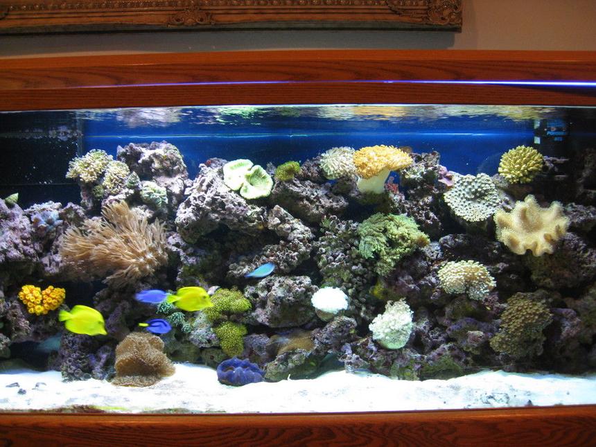 Rated #51: 120 Gallons Reef Tank - 48 coralife light with lunar light,80 lbs live sand,250 lbs live rock,sump filter with protein skimmer and coralife uv light,3 regular powerhead.