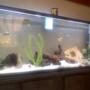 fish tank picture - my 55 gal slanted pik