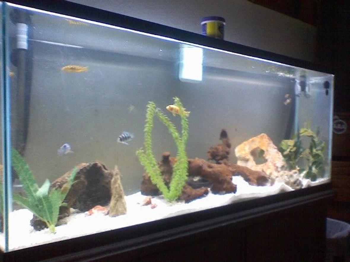 55 gallons freshwater fish tank (mostly fish and non-living decorations) - othre pik of my 55 a little better
