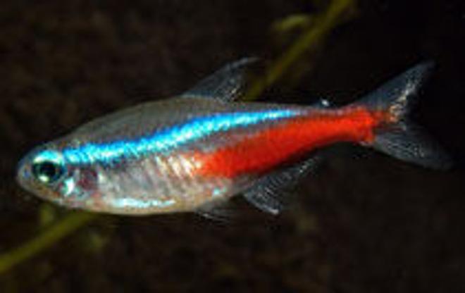 freshwater fish - paracheirodon innesi - neon tetra jumbo stocking in 10 gallons tank - neon tetra