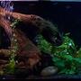 125 gallons planted tank (mostly live plants and fish) - 125 gallon long, penn plax cascade 1200 canister filter, two air stones, two 55 gal co2 injection canisters, one spectra max 6500k full spec lamp, one flora-glo 2800k plant lamp. fish- Discus, angels, cory cats (many diff kinds) gold algae eaters, trap door or mystery snails, fresh water clams, fresh water flounder, neons, fruit tetras, danios, diamond tetra, soon to add some ghost shrimp for cleaners and snacks for the discus and angels. Plants: anubias nana, java fern, java moss, moss balls, dwarf lilies, money wort, purple cabomba, aluminum, pineapple plant, baby tears, wendtii (red and green), crypts ( regular and spiral), red indian swords, and many odd ball plants that were bought for me.