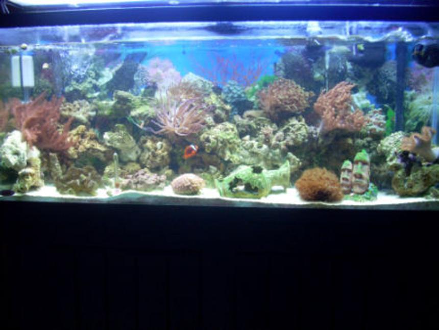 Rated #138: 55 Gallons Reef Tank - Reef Tank