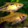 freshwater fish - puntius sachsii - gold barb stocking in 47 gallons tank - golden barbs