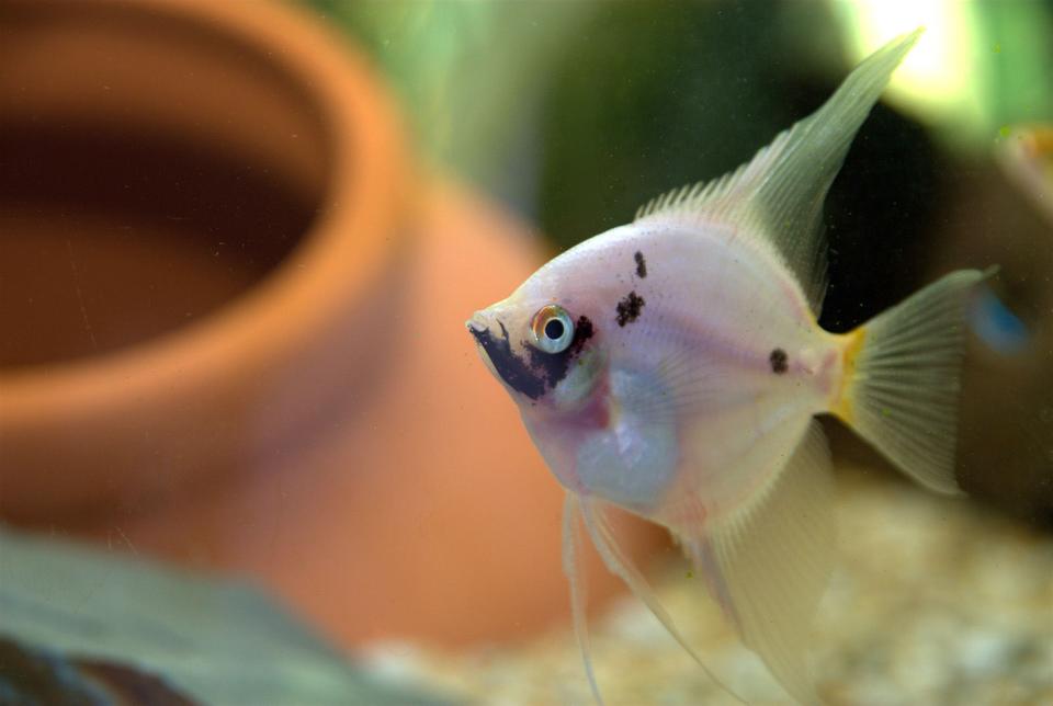 freshwater fish - pterophyllum sp. - white blushing angel stocking in 47 gallons tank - juve angels
