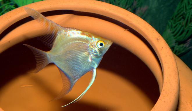 freshwater fish - pterophyllum sp. - gold veil angel stocking in 47 gallons tank - juve angels