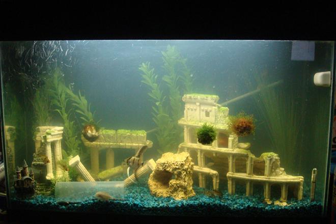 60 gallons freshwater fish tank (mostly fish and non-living decorations) - [Old tank] Marineland Eclipse 29 Gallon Aquarium,
Eclipse Bio-Wheel Filtration,
2 x 18W Eclipse Lighting,
Marineland 1140 Powerhead,
Marineland Stealth Heater, 
Tetra Whisper Air Pump