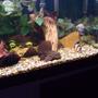 fish tank picture - My leopard plec