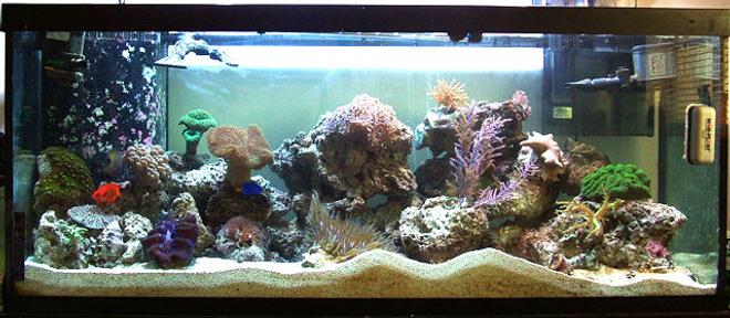 75 gallons reef tank (mostly live coral and fish) - Overall aquarium photo