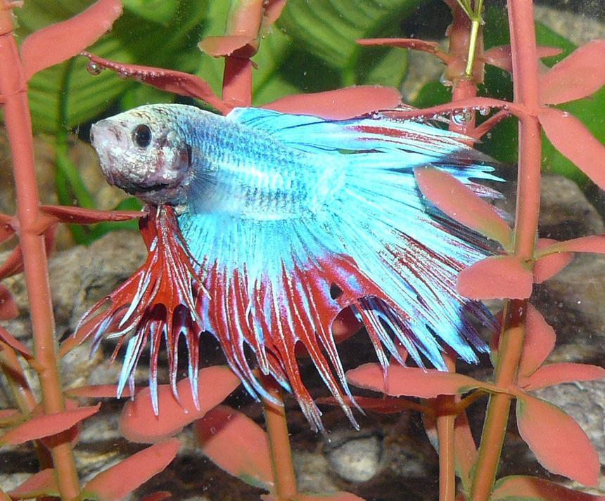 Rated #65: Freshwater Fish - Betta Splendens - Crown Tail Betta Stocking In 29 Gallons Tank - Crown Fin Beta
