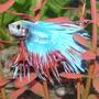 freshwater fish - betta splendens - crown tail betta stocking in 29 gallons tank - Crown Fin Beta
