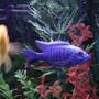 freshwater fish - sciaenochromis fryeri - electric blue hap stocking in 90 gallons tank - Good picture of my Blue Ahli