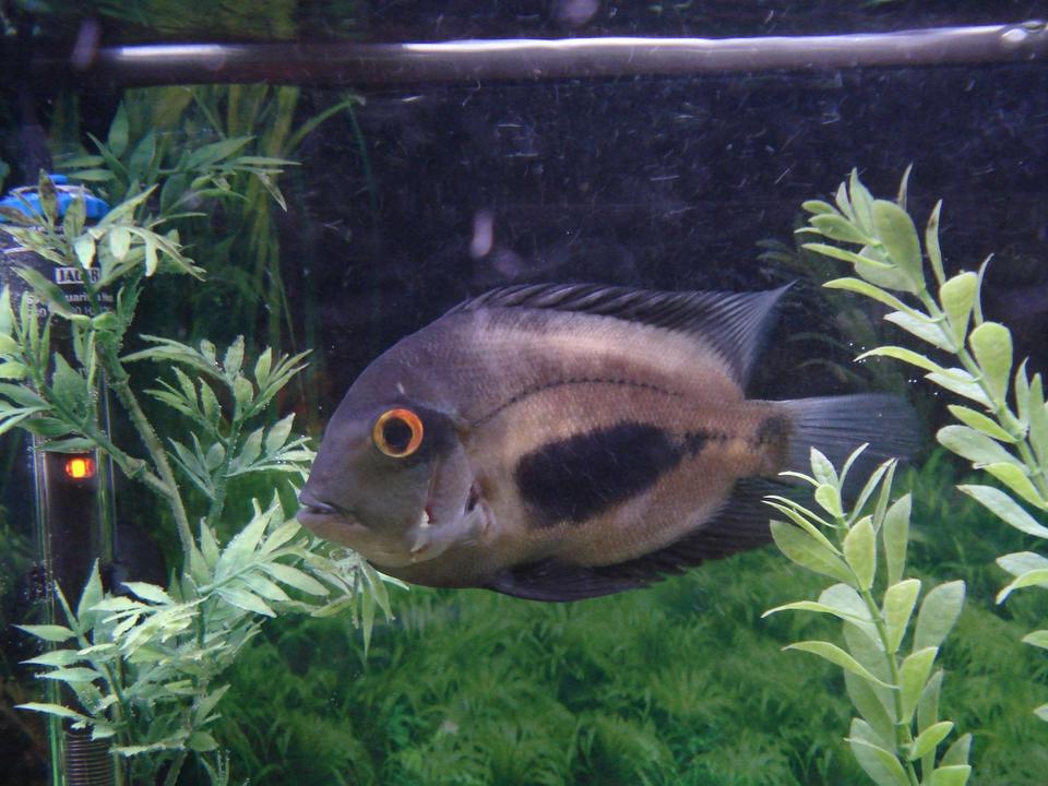 freshwater fish - uara amphiacanthoides - uaru cichlid stocking in 90 gallons tank - My Uaru slicked back and ready to roll