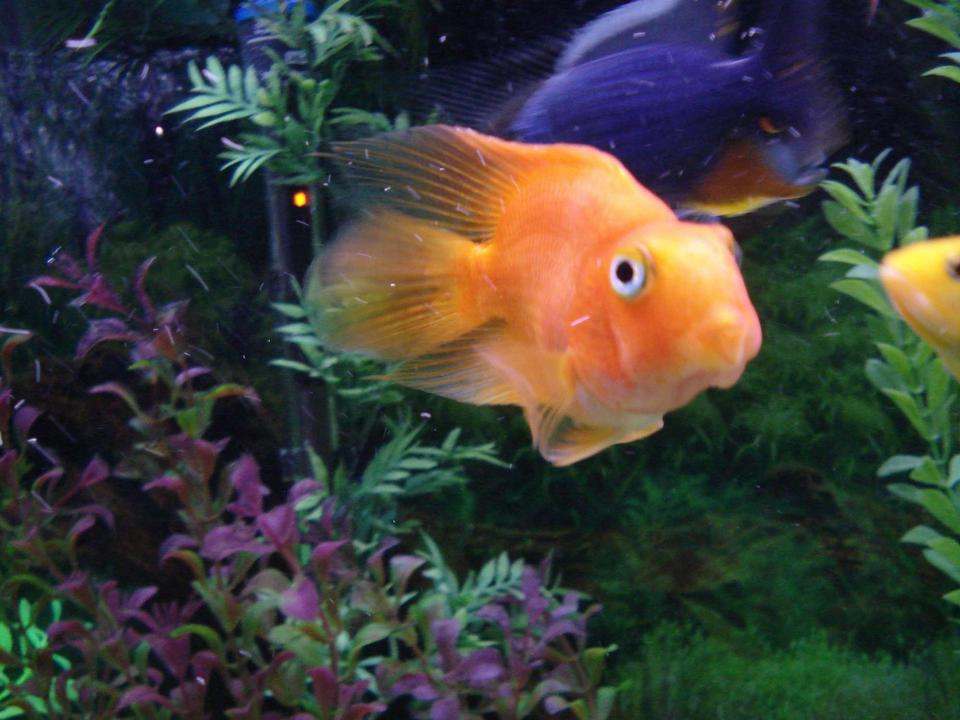 freshwater fish - heros severus x amphilophus citrinellum - blood parrot stocking in 90 gallons tank - My Parrot.  He's been with me for awhile.