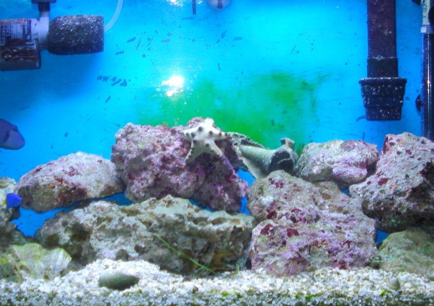 Rated #71: 30 Gallons Saltwater Fish Tank - finally