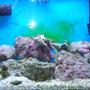 30 gallons saltwater fish tank (mostly fish, little/no live coral) - finally