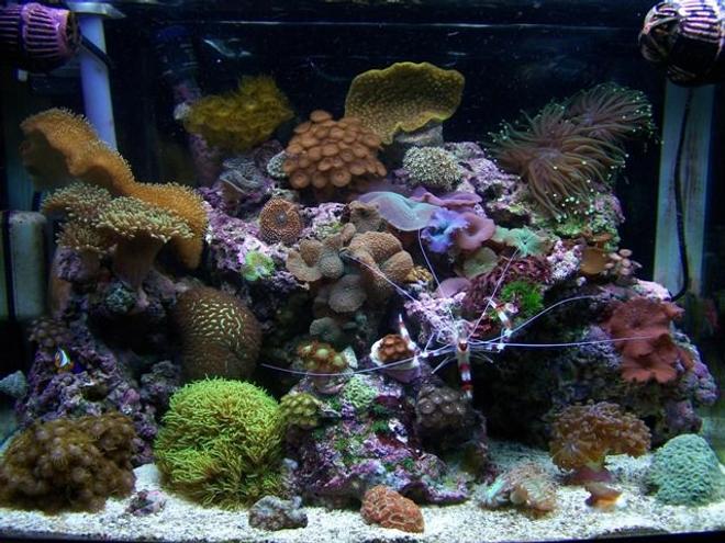 28 gallons reef tank (mostly live coral and fish) - My reef tank