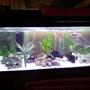 55 gallons freshwater fish tank (mostly fish and non-living decorations) - this is my pride and joy
