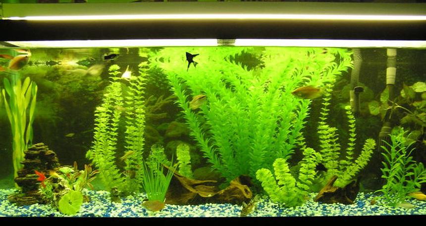 Rated #2756: 95 Gallons Freshwater Fish Tank - Just bought a bunch of new plants!