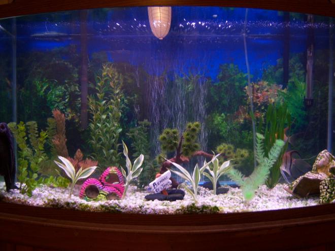 46 gallons freshwater fish tank (mostly fish and non-living decorations) - this my 46 gallon front curvde tank.i have mostly all tropical fish,neon tetras,zebra danios,angel fish,chinese sucker fish,and a big O black sucker fish.im just starting on live plants.a few just added to my tank.