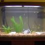 fish tank picture - My 38 Gallon Fish Tank, 6 Tiger Barbs, 2 Green Tiger Barbs, One White Cloud Minnow, and a Gold Chinese Algae Eater. I'm using a Marineland C-Series Multi Stage Canister Filter C-220, the best fiter out there. I personaly think this filter is better then the Eheim, because it allows no bypass, it forces the water through the filter media trays and not around them, all the other canisters allow 40% to 60%