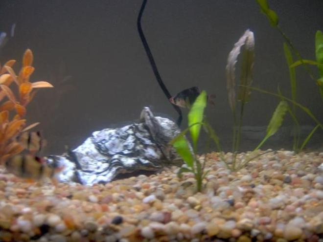 freshwater fish - puntius tetrazona - tiger barb stocking in 38 gallons tank - My 38 Gallon Fish Tank, 6 Tiger Barbs, 2 Green Tiger Barbs, One White Cloud Minnow, and a Gold Chinese Algae Eater. I'm using a Marineland C-Series Multi Stage Canister Filter C-220, the best fiter out there. I personaly think this filter is better then the Eheim, because it allows no bypass, it forces the water through the filter media trays and not around them, all the other canisters allow 40% to 60%