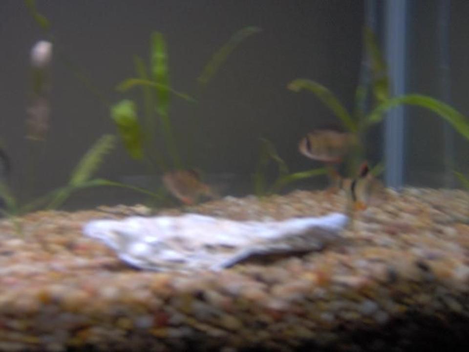 freshwater fish - puntius tetrazona - tiger barb stocking in 38 gallons tank - My 38 Gallon Fish Tank, 6 Tiger Barbs, 2 Green Tiger Barbs, One White Cloud Minnow, and a Gold Chinese Algae Eater. I'm using a Marineland C-Series Multi Stage Canister Filter C-220, the best fiter out there. I personaly think this filter is better then the Eheim, because it allows no bypass, it forces the water through the filter media trays and not around them, all the other canisters allow 40% to 60%