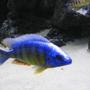 freshwater fish - protomelas steveni - taiwan reef stocking in 225 gallons tank - Taiwan reef