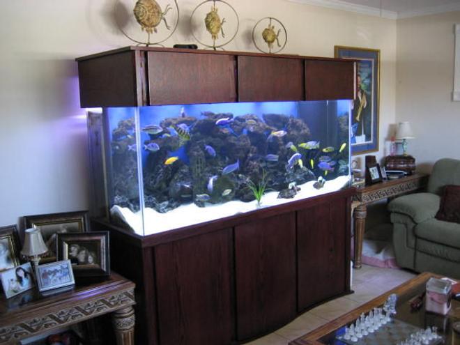 225 gallons freshwater fish tank (mostly fish and non-living decorations) - Full tank shot