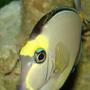 saltwater fish - naso lituratus - naso tang stocking in 29 gallons tank - naso