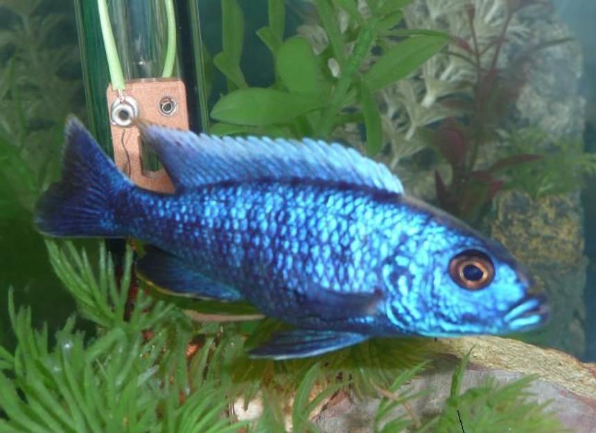 Rated #1191: Freshwater Fish - Sciaenochromis Ahli - Electric Blue Cichlid Stocking In 75 Gallons Tank - My electric Blue......