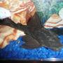 freshwater fish - glyptoperichthys gibbiceps - sailfin pleco (l-83) stocking in 75 gallons tank - This is my Pleco named Juggernaut!