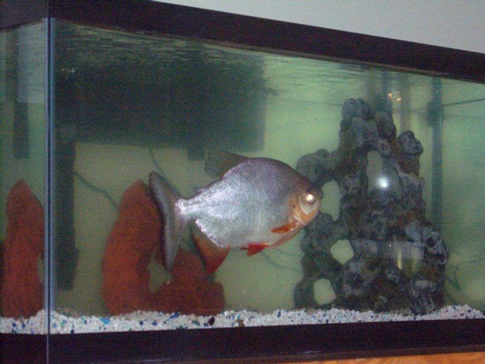 freshwater fish - piaractus brachypomum - red belly pacu stocking in 40 gallons tank - This is Paco, my female red bellied pacu, carrying on her nightly laps in the tank.  This picture makes her look small, but she's about 10-11 inches long.  (Forgive the cloudiness, we're trying to resolve that at the moment)