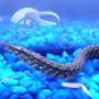 freshwater fish - mastacembelus ellipsifer - siamese spiny eel stocking in 75 gallons tank - My spiny eel...