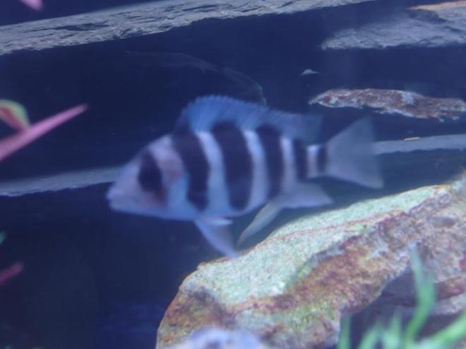 freshwater fish - cyphotilapia frontosa - frontosa cichlid stocking in 75 gallons tank - Baby Frontosa