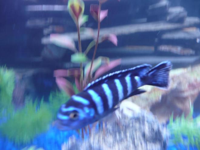 freshwater fish - pseudotropheus demasoni - demasoni cichlid stocking in 75 gallons tank - =}