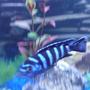freshwater fish - pseudotropheus demasoni - demasoni cichlid stocking in 75 gallons tank - =}