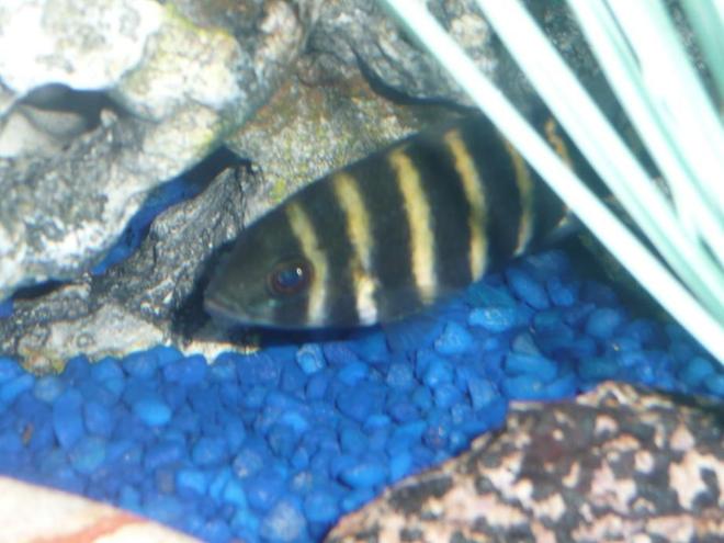 freshwater fish - tilapia butterkofferi - buttikoferi cichlid stocking in 75 gallons tank - Tiliapia.......