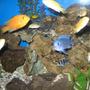 fish tank picture - mix