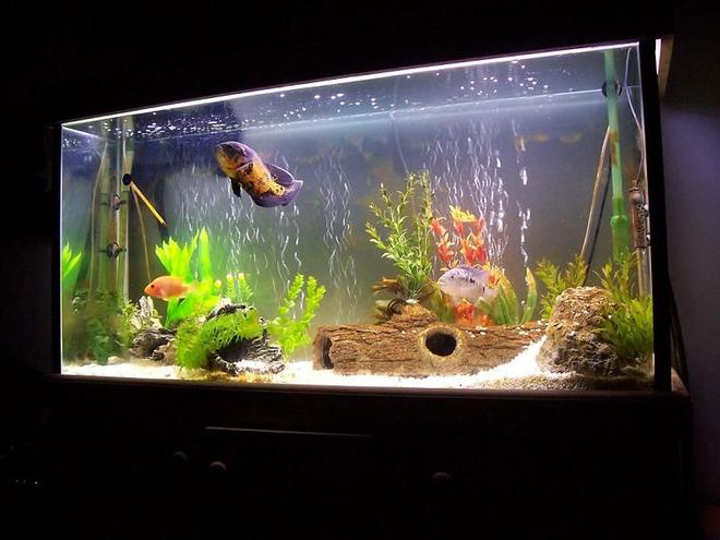 60 gallons freshwater fish tank (mostly fish and non-living decorations) - Sth American Cichlids