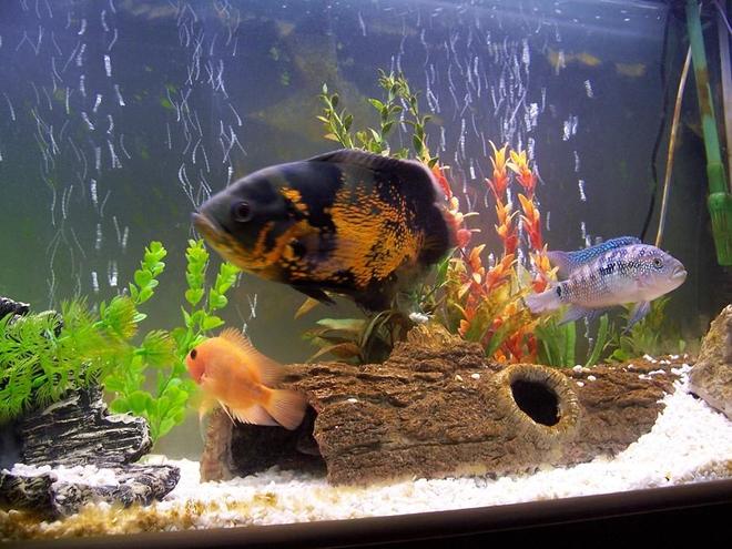 freshwater fish - astronotus ocellatus - tiger oscar stocking in 60 gallons tank - My 9" Tiger Oscar, Jack Dempsey and juvenille Red Devil