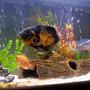 freshwater fish - astronotus ocellatus - tiger oscar stocking in 60 gallons tank - My 9" Tiger Oscar, Jack Dempsey and juvenille Red Devil