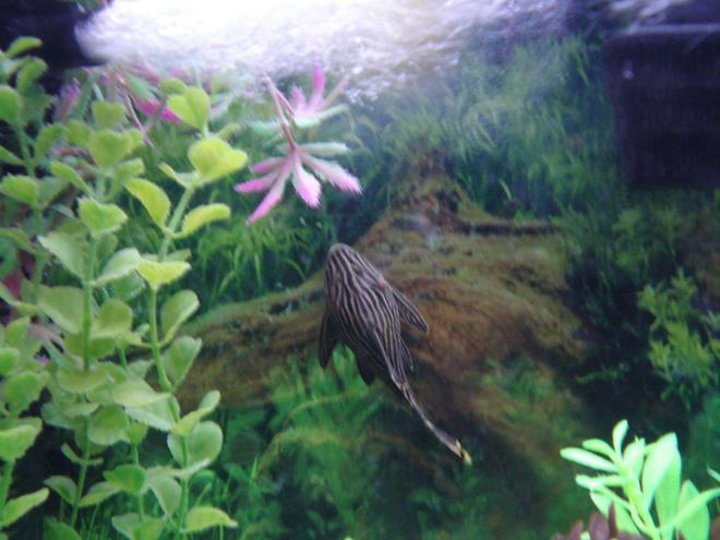 freshwater fish - panaque nigrolineatus - gold royal pleco (l-027) stocking in 90 gallons tank - My Royal Pleco getting some dinner.
