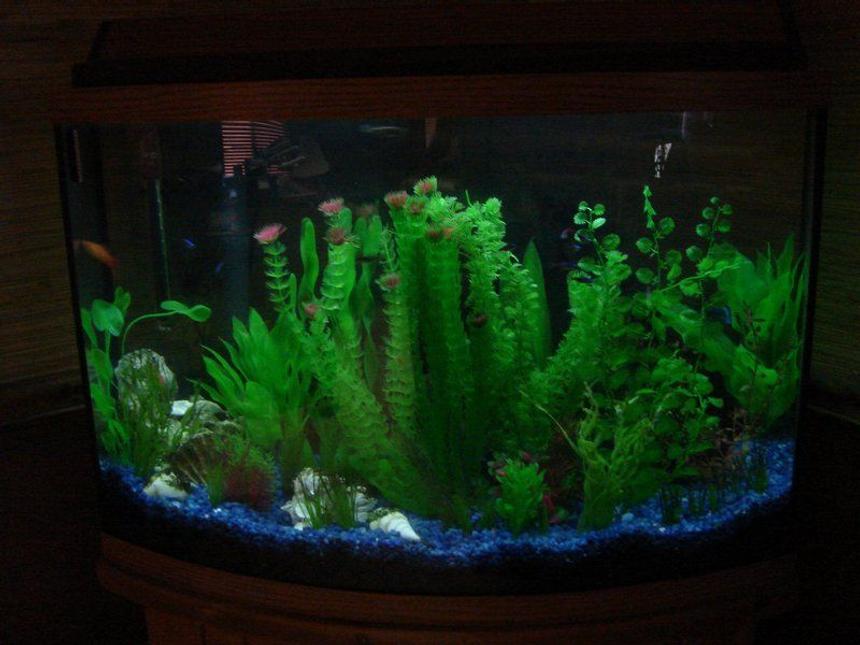 Rated #2315: 37 Gallons Freshwater Fish Tank - Full Tank View