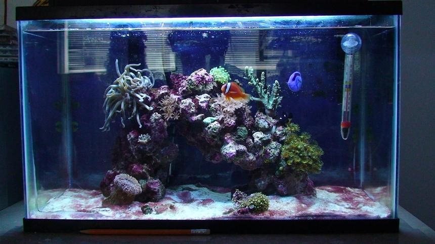 Rated #171: 10 Gallons Reef Tank - This is my 10 gallon reef tank, see my profile for more details. I spent $100 Canadian for the entire set up. The lady couldn't get rid of the cyanobacteria, so I bought the tank. I am currently working on getting rid of the cyano bacteria.