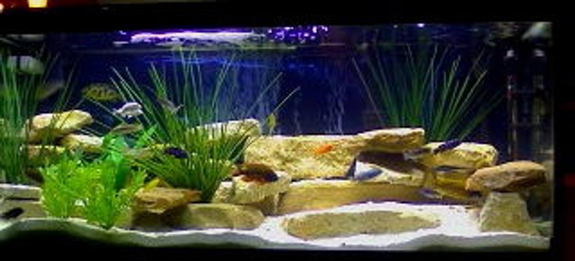 90 gallons freshwater fish tank (mostly fish and non-living decorations) - 90 Gallon Mixed Malawi